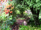 Cat Cercis Garden