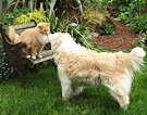 Cat Dog Kiss