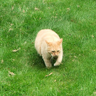 Cat Fluff Fluffy