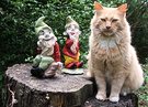 Cat Gardens Gnome