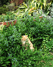 Cat In Garden