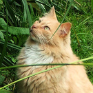 Cat Looking Up