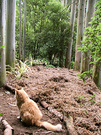 Cat Mulch Gums
