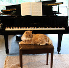 Cat Piano