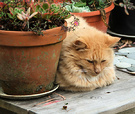 Cat Pots Table