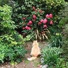 Cat President Rhodo