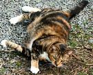 Cat Tiger Stones