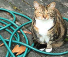Cat Watering Hose