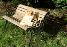 Cat Wooden Bench
