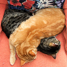 Cats Asleep Heap