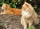 Cats Staring Ginger