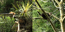 Cats Tree Ginger