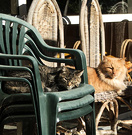 Cats Waiting Seats