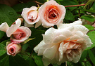 Cecile Roses Brunner