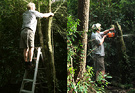 Chainsaw Partner Ladder