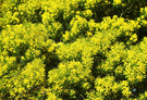 Citrus Yellow Wattle