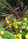 Cordyline Yellow Daisies