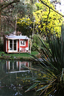 Cottage Reflection Wattle