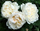 Cottage Roses Pearl