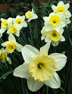 Cream Flat Daffodils