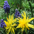Daffodil Spiky Muscari