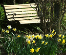 Daffodils Park Bench