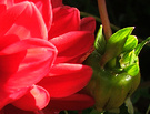 Dahlia Seedhead