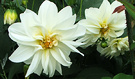 Dahlia Whites