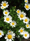 Daisies Flowery Annual
