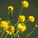 Daisies Sun Yellow