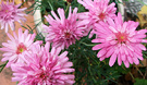 Daisy Flower Pinks