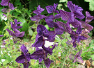 Dark Blue Salvia