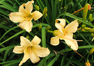 Day Lily 2011