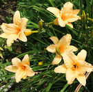 Daylilies Pale Yellow