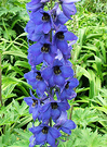 Delphinium Big Blue