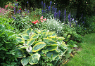 Delphiniums Hosta Rose