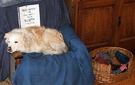 Dog Armchair Blue