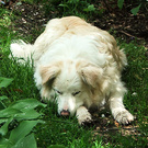 Dog Bored