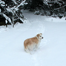 Dog Driveway Snow