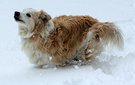 Dog In Snow