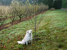 Dog Peach Tree