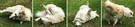Dog Rolling Lawn