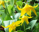 Dog Tooth Lily