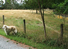 Dog Waiting Paddock