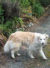 Dog Walk