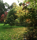 Dogpath Garden Fall
