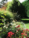 Dogpath Garden Phormium