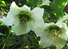 Droopy White Hellebores