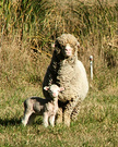 Ewe Lamb 2011