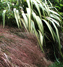 Flax Anamolenthe Grass